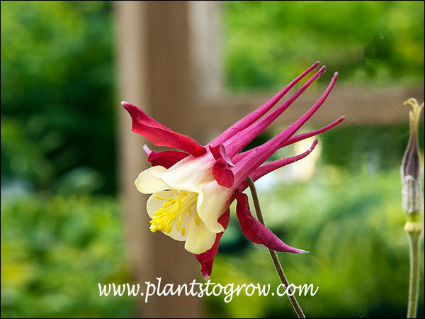 Aquilegia McKanna Giant Red has large flowers with long spurs.
